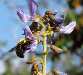 Carpenter bee