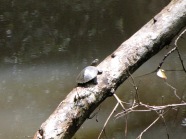 Saw-shell turtle on a log over Rifle Creek, Sheoak Ridge Nature Reserve