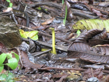 Common tree snake in the leaf litter at Sheoak Ridge Nature Reserve